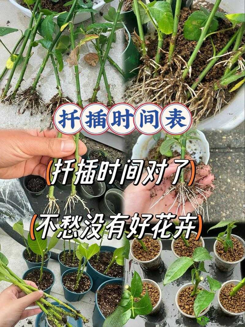 欧式 72 种扦插法的注意事项：要点全解