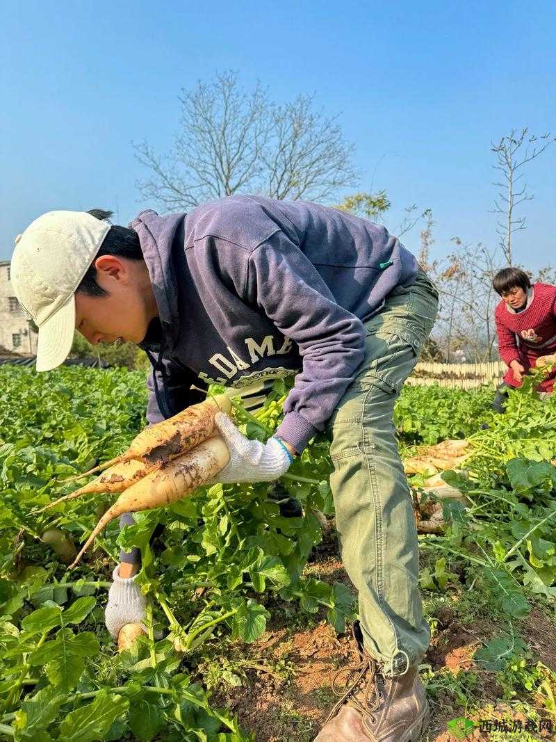 拔萝卜:收获劳动的喜悦