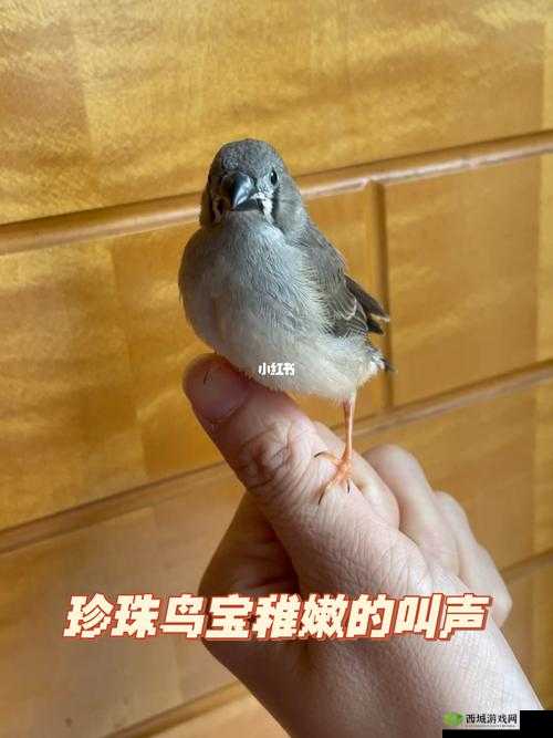 幼童雏鸟短现在入口:探究其背后的深层意义与影响