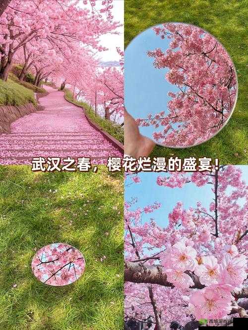 樱花绽放，心愿成真 —— 解神者新活动瞬华之樱限时许愿深度解析